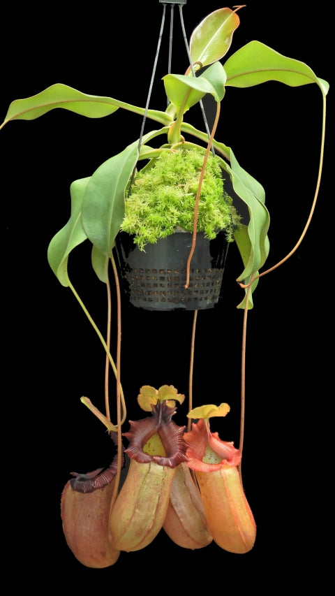 N. sibuyanensis x robcantleyi – best selected clone: BE-3713 *Pre-Order*