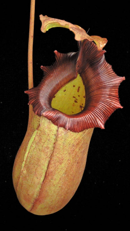 N. sibuyanensis x robcantleyi – best selected clone: BE-3713 *Pre-Order*
