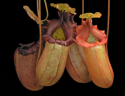 N. sibuyanensis x robcantleyi – best selected clone: BE-3713 *Pre-Order*
