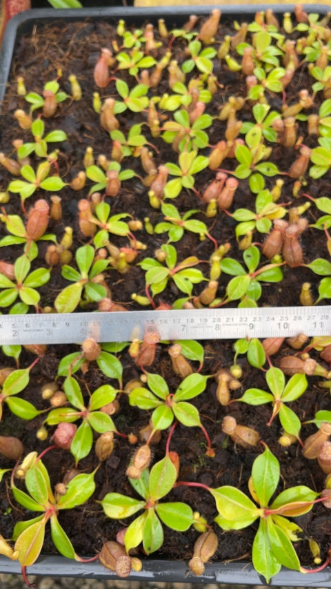 N. sibuyanensis x robcantleyi – best selected clone: BE-3713 *Pre-Order*