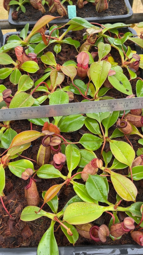 N. sibuyanensis x robcantleyi – best selected clone: BE-3713 *Pre-Order*