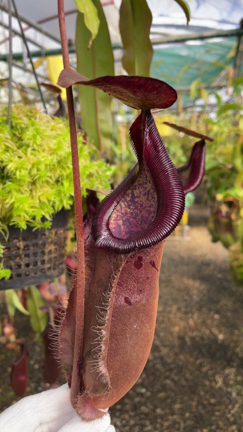 N. densiflora x rafflesiana - best selected clone: BE-3719