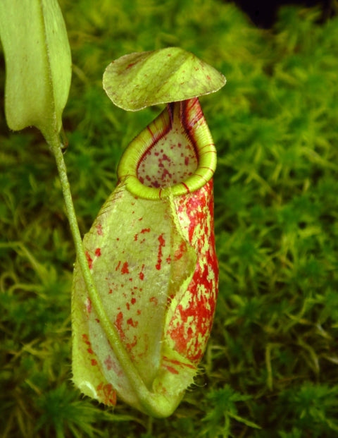 N. rafflesiana - Brunei speckled - selected clones: BE-3722 *Pre-Order*