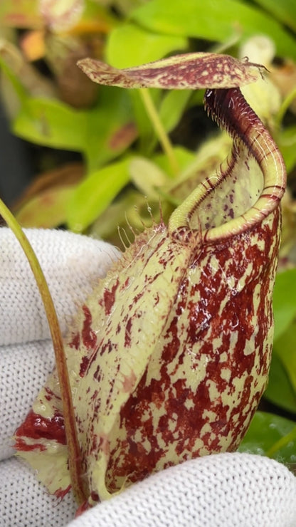 N. rafflesiana - Brunei speckled - selected clones: BE-3722 *Pre-Order*