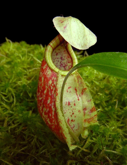 N. rafflesiana - Brunei speckled - selected clones: BE-3722 *Pre-Order*