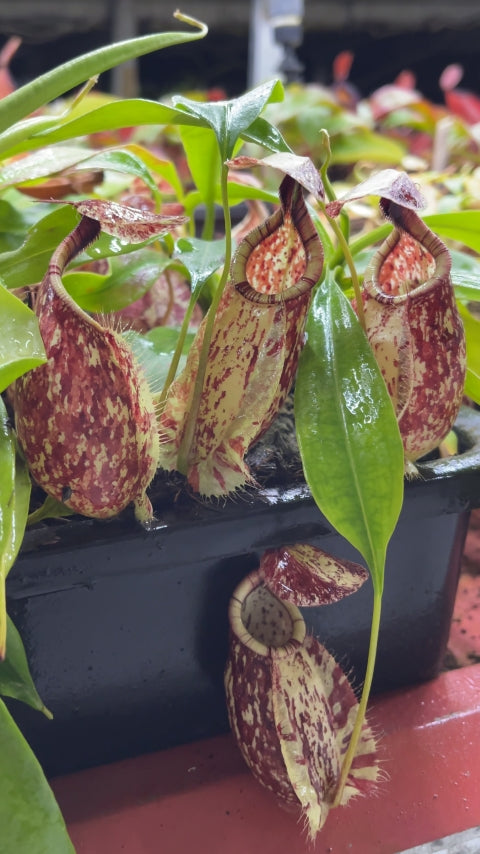 N. rafflesiana - Brunei speckled - selected clones: BE-3722 *Pre-Order*