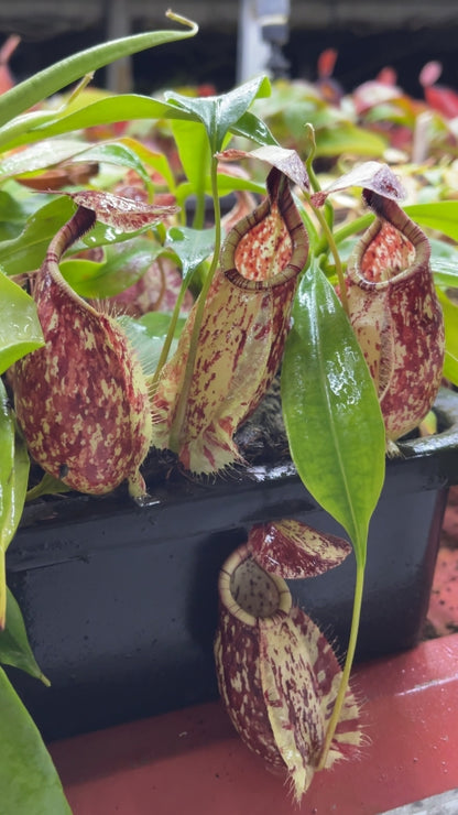 N. rafflesiana - Brunei speckled - selected clones: BE-3722 *Pre-Order*