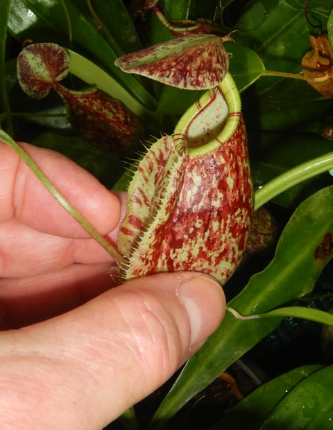 N. rafflesiana - Brunei speckled - selected clones: BE-3722 *Pre-Order*
