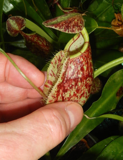 N. rafflesiana - Brunei speckled - selected clones: BE-3722 *Pre-Order*