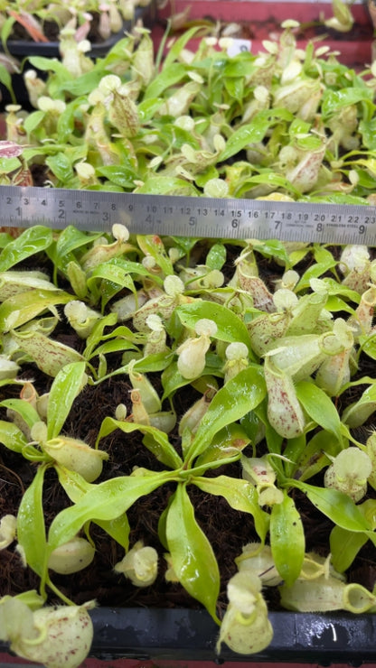 N. rafflesiana - Brunei speckled - selected clones: BE-3722 *Pre-Order*