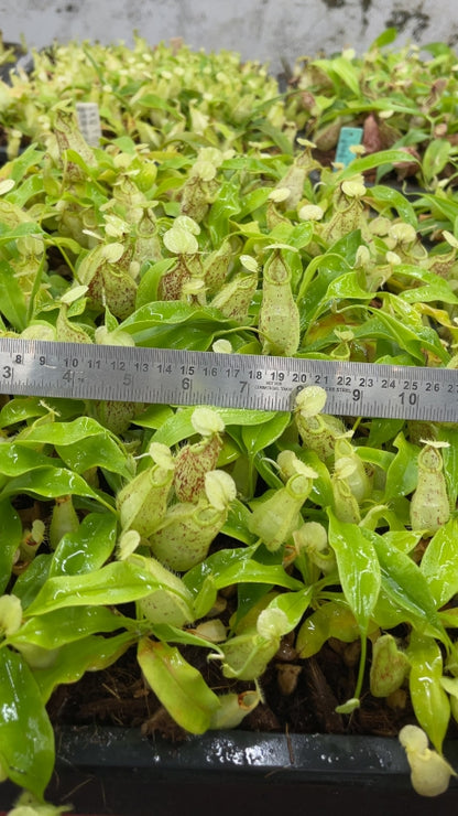 N. rafflesiana - Brunei speckled - selected clones: BE-3722 *Pre-Order*