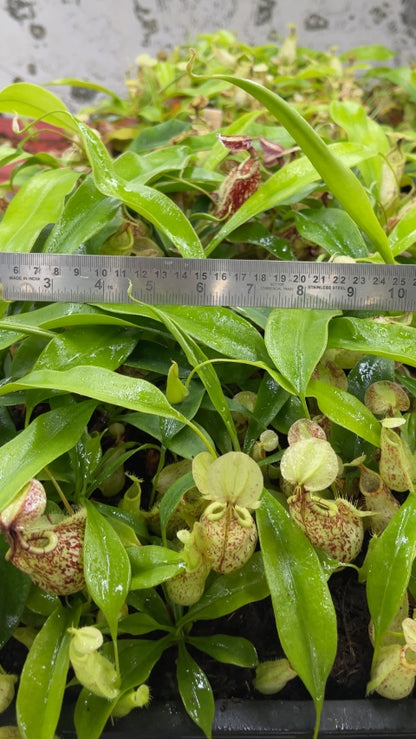 N. rafflesiana - Brunei speckled - selected clones: BE-3722 *Pre-Order*