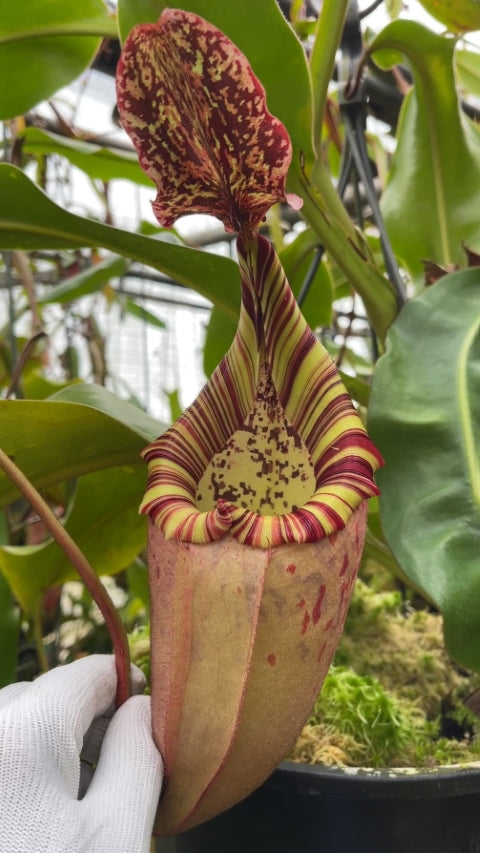 N. burbidgeae x veitchii: BE-3723