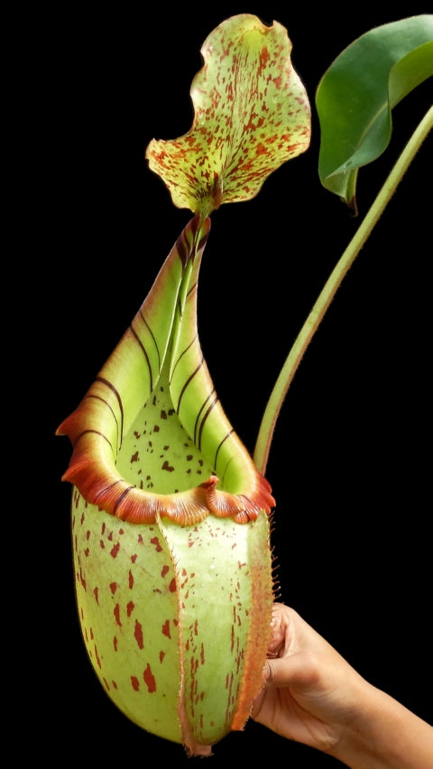 N. burbidgeae x veitchii: BE-3723 *Pre-Order*