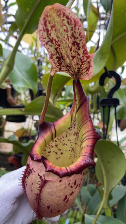 N. burbidgeae x veitchii: BE-3723 *Pre-Order*