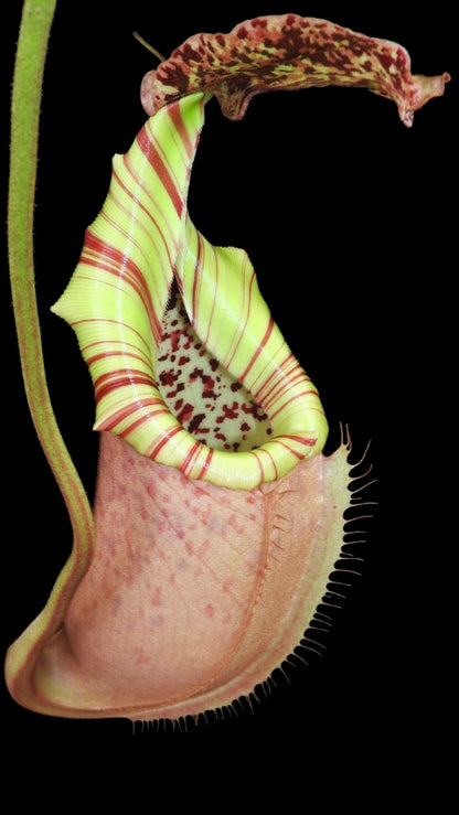 N. burbidgeae x veitchii: BE-3723 *Pre-Order*