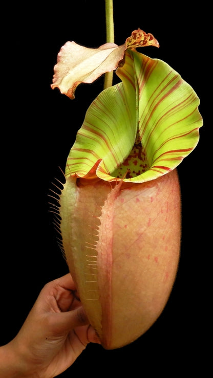 N. burbidgeae x veitchii: BE-3723 *Pre-Order*