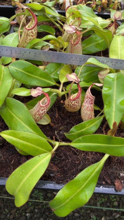 N. burbidgeae x veitchii: BE-3723 *Pre-Order*