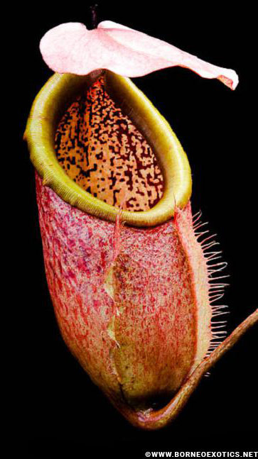 N. merrilliana – assorted clones: BE-3727