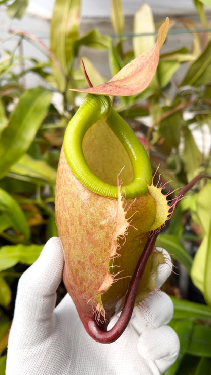 N. merrilliana – assorted clones: BE-3727 *Pre-Order*