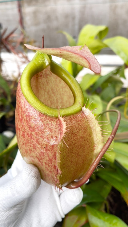 N. merrilliana – assorted clones: BE-3727 *Pre-Order*