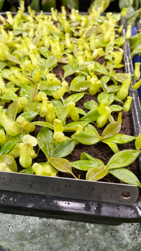 N. merrilliana – assorted clones: BE-3727 *Pre-Order*