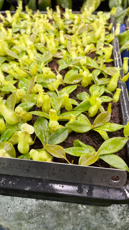 N. merrilliana – assorted clones: BE-3727 *Pre-Order*