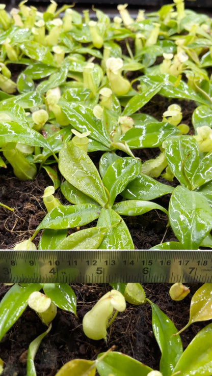 N. merrilliana – assorted clones: BE-3727 *Pre-Order*