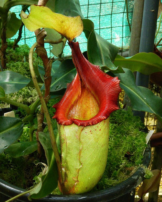 N. rajah x veitchii – assorted clones: BE-3730