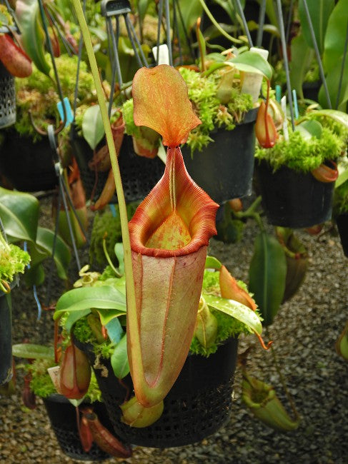 N. rajah x veitchii – assorted clones: BE-3730 *Pre-Order*
