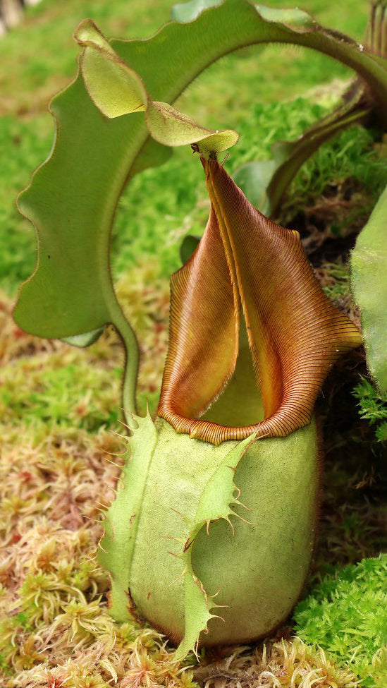 N. veitchii - Bario Highland - grex # 1: BE-3734