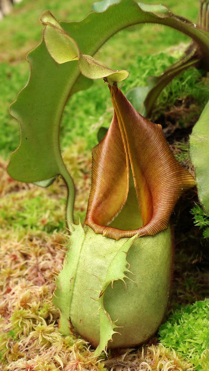 N. veitchii - Bario Highland - grex # 1: BE-3734