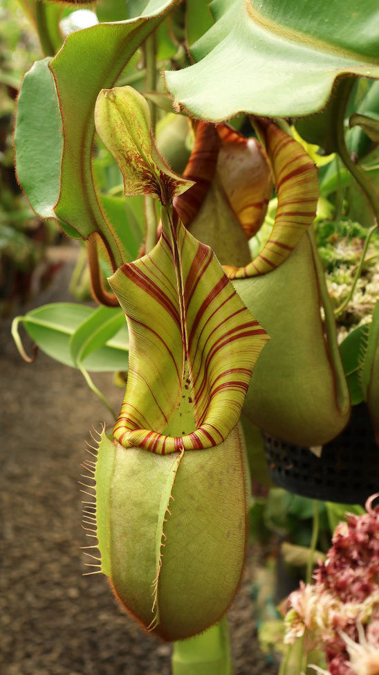 N. veitchii - Bario Highland - grex # 1: BE-3734