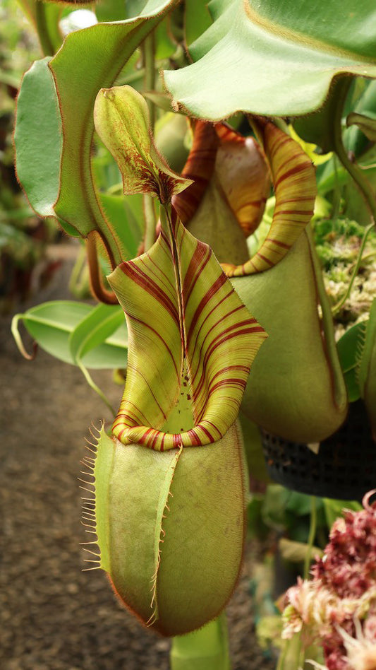 N. veitchii - Bario Highland - grex # 1: BE-3734