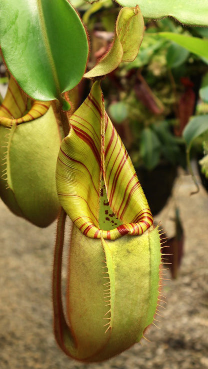 N. veitchii - Bario Highland - grex # 1: BE-3734