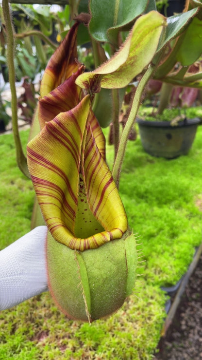 N. veitchii - Bario Highland - grex # 1: BE-3734