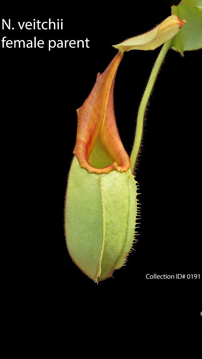 N. veitchii - Bario Highland - grex # 1: BE-3734