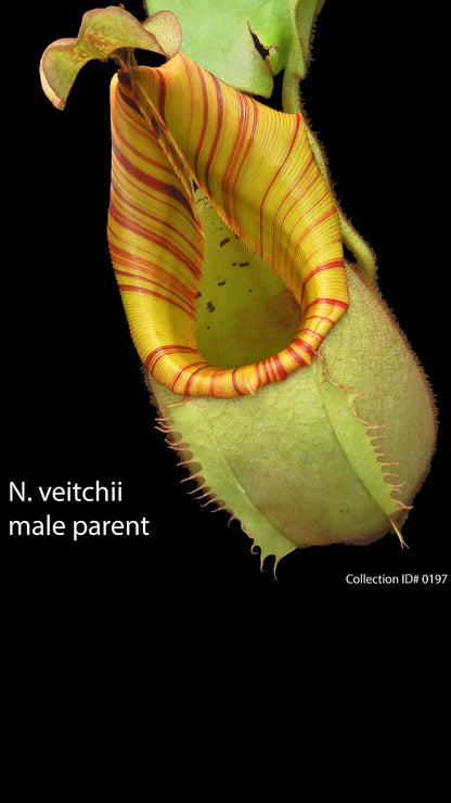 N. veitchii - Bario Highland - grex # 1: BE-3734