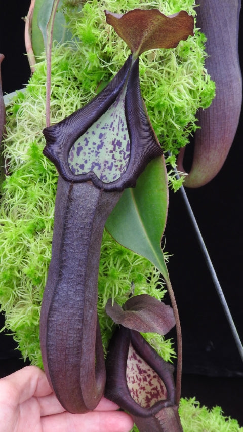 N. maxima x ramispina – best selected clone: BE-3740 *Pre-Order*