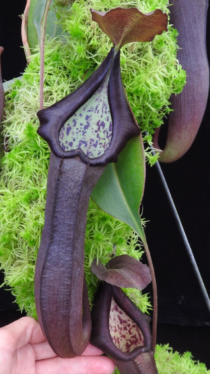 N. maxima x ramispina – best selected clone: BE-3740 *Pre-Order*