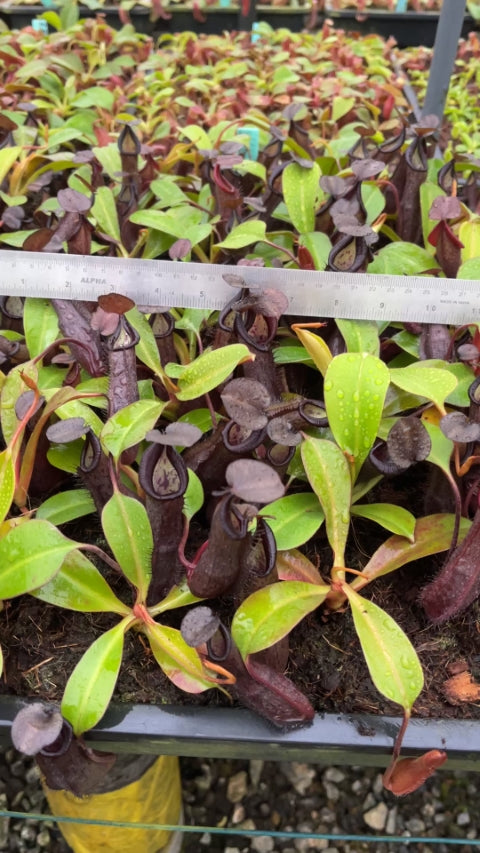 N. maxima x ramispina – best selected clone: BE-3740 *Pre-Order*