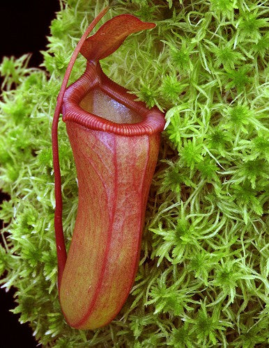 N. ventricosa x dubia – assorted clones: BE-3742 *Pre-Order*