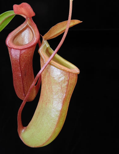 N. ventricosa x dubia – assorted clones: BE-3742 *Pre-Order*
