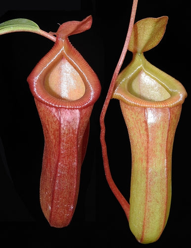 N. ventricosa x dubia – assorted clones: BE-3742 *Pre-Order*
