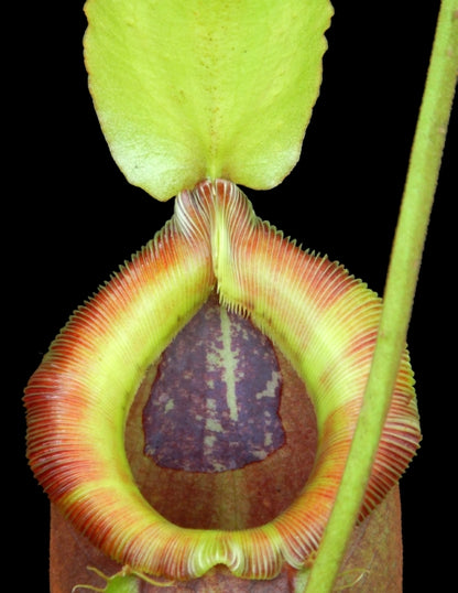 N. singalana x ampullaria – best selected clone: BE-3744 *Pre-Order*