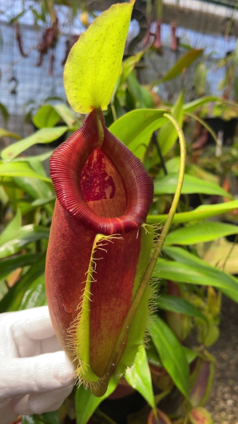 N. singalana x ampullaria – best selected clone: BE-3744 *Pre-Order*