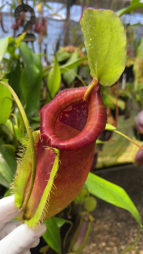 N. singalana x ampullaria – best selected clone: BE-3744 *Pre-Order*