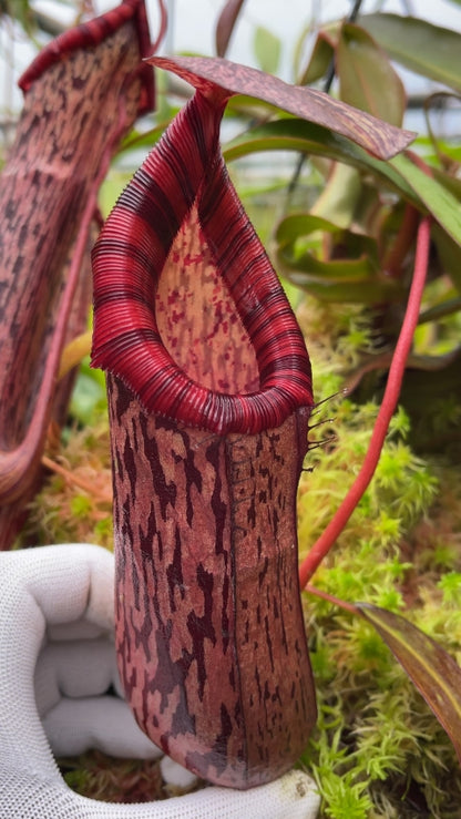 N. spectabilis x ventricosa – best selected clone: BE-3745