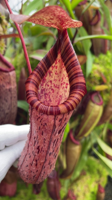N. spectabilis x ventricosa – best selected clone: BE-3745 *Pre-Order*