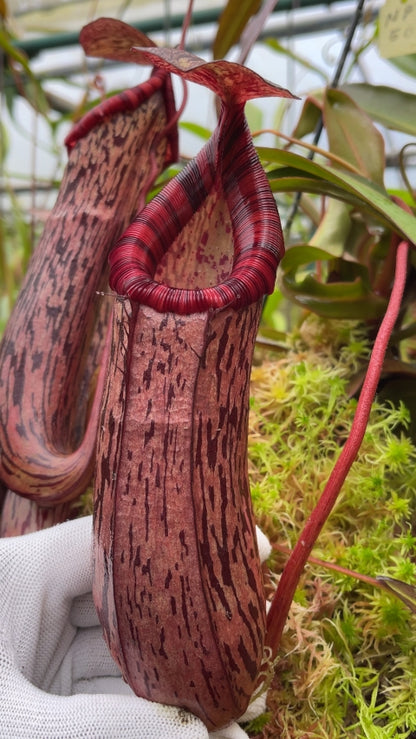 N. spectabilis x ventricosa – best selected clone: BE-3745 *Pre-Order*